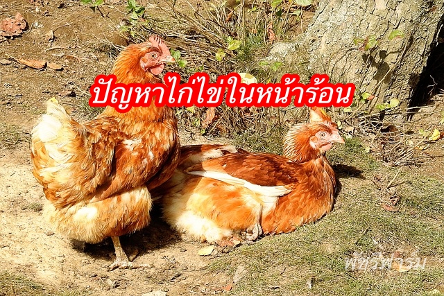 ปัญหาไก่ไข่ในหน้าร้อน